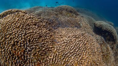 Scientists discover the world’s largest coral discovered in the Solomon Islands