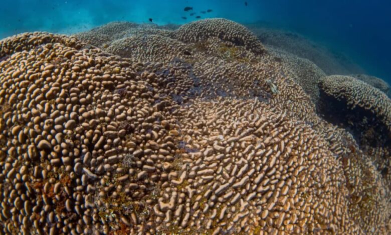 Scientists discover the world’s largest coral discovered in the Solomon Islands