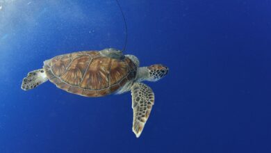 Sea turtles reveal hidden seagrass meadows for better marine conservation