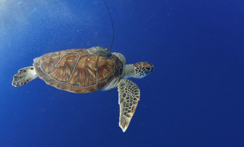 Sea turtles reveal hidden seagrass meadows for better marine conservation