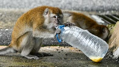 Small South Carolina town residents lock down homes after 40 monkeys escape from bioresearch lab