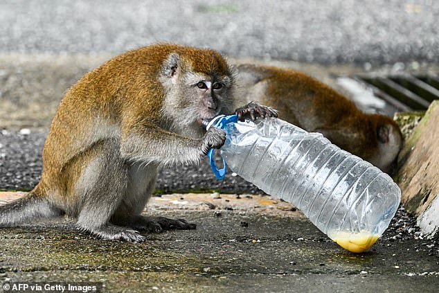 Small South Carolina town residents lock down homes after 40 monkeys escape from bioresearch lab