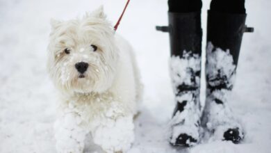 The exact temperature that poses a ‘serious risk’ to dogs when taken for walks