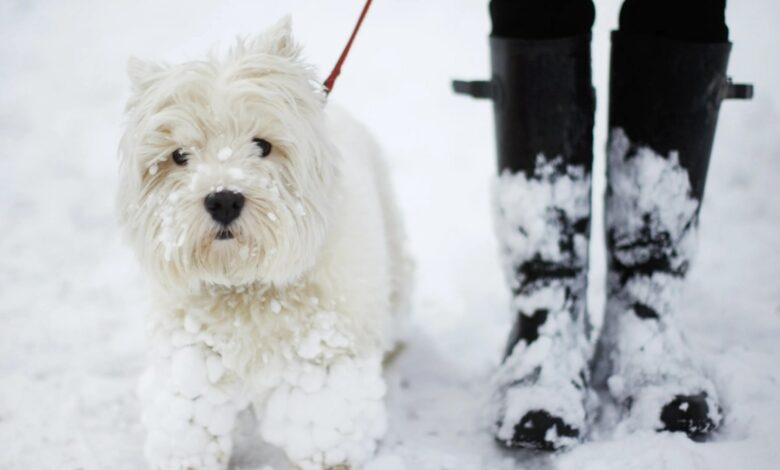 The exact temperature that poses a ‘serious risk’ to dogs when taken for walks