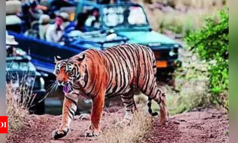 The missing tigers of Ranthambore: a story of wars and human menace – Times of India