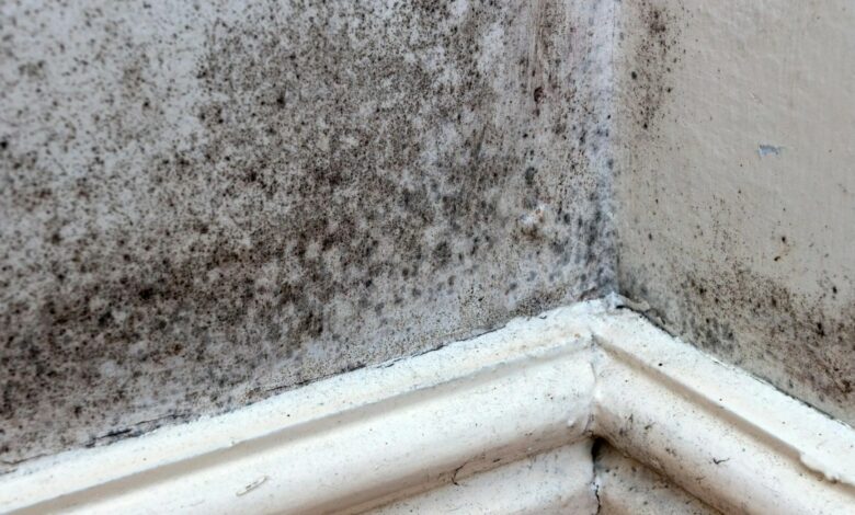 The simple home hack to prevent mold from ever coming back