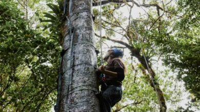 The world’s tree species are in danger of extinction, new research claims