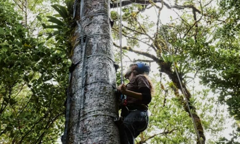 The world’s tree species are in danger of extinction, new research claims