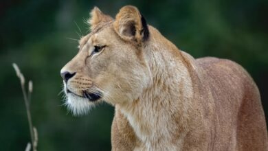 This is why mountain lions in Los Angeles become nocturnal