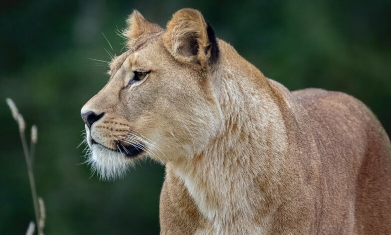 This is why mountain lions in Los Angeles become nocturnal