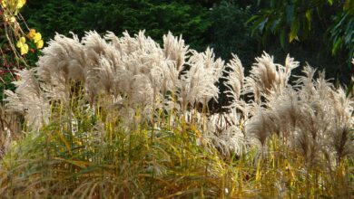 This low-maintenance plant for €5.99 will keep your garden green all winter – reveals expert