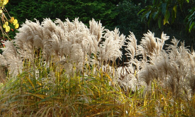 This low-maintenance plant for €5.99 will keep your garden green all winter – reveals expert