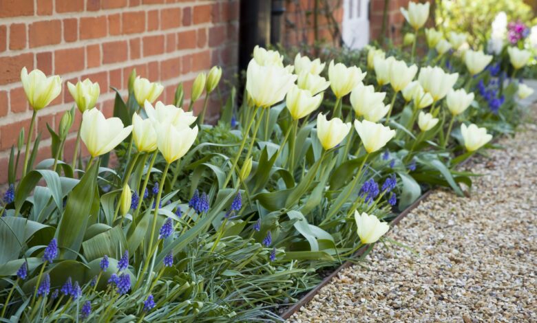 Tulips will bloom beautifully if you plant them now and follow the great depth rule