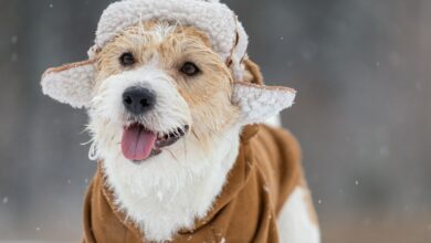 Veterinarian warns dog owners about dangerous mistakes at low temperatures