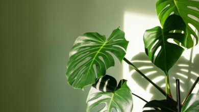 We asked experts about the most difficult houseplants to kill