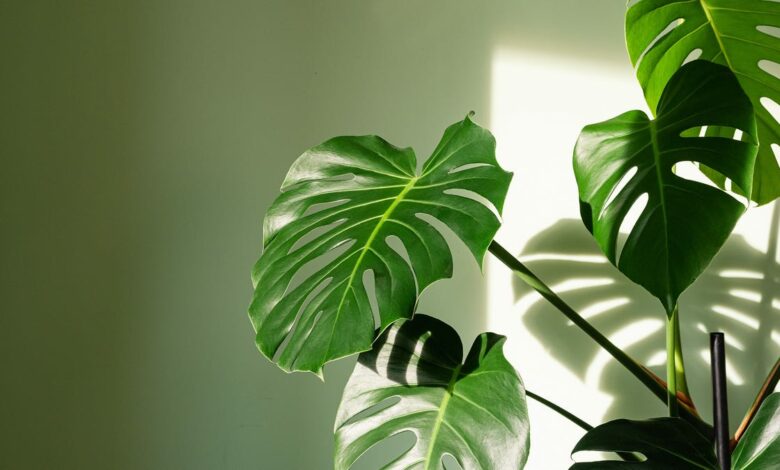 We asked experts about the most difficult houseplants to kill