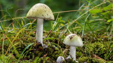 Why do mushrooms grow in your garden and how can you prevent this?