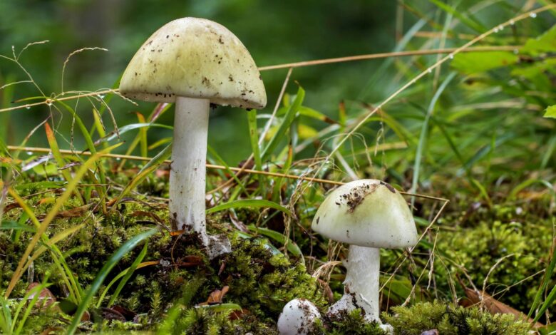 Why do mushrooms grow in your garden and how can you prevent this?