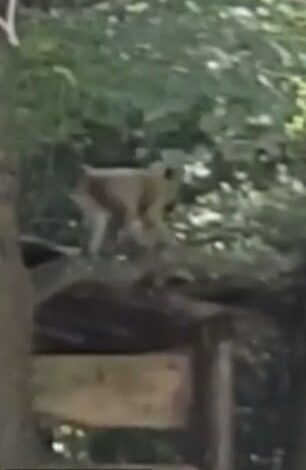 Wild video captured monkeys after escaping from South Carolina lab, prompting local lockdown