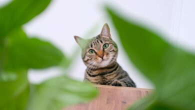 Yes, houseplants can be poisonous to pets – but these 7 are completely safe