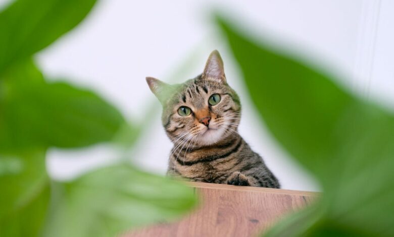 Yes, houseplants can be poisonous to pets – but these 7 are completely safe