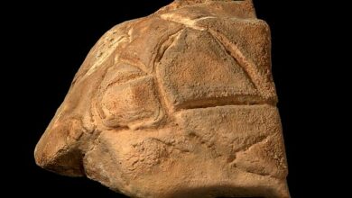 Mysterious turtle statue is discovered in the Holy Land cave after 35,000 years – and archaeologists think people may have WORSHIPED it