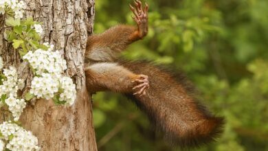 Revealed: The 2024 Comedy Wildlife Photography Awards Winners Including A Squirrel Stuck In A Tree, Cuddling Owls And A Sexy Hippo