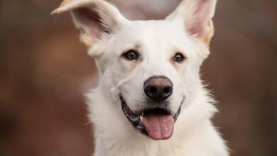 Dogs demonstrate intentional communication using sounding boards, research shows