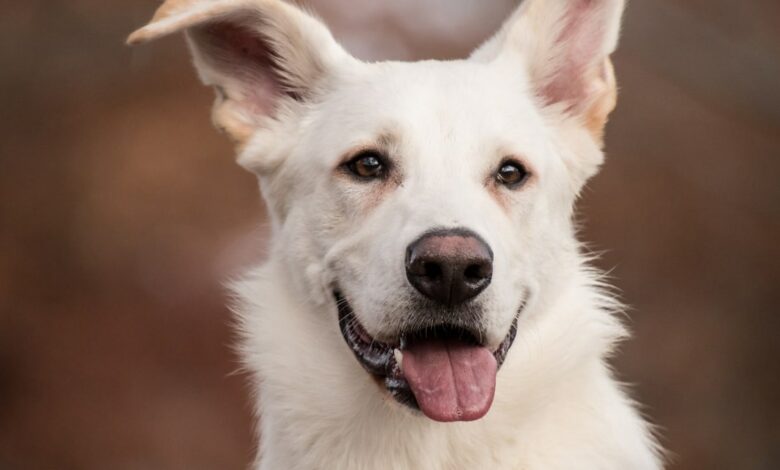 Dogs demonstrate intentional communication using sounding boards, research shows