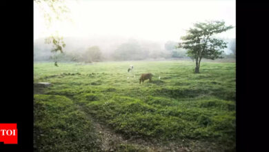 From parched earth to green meadows | India News – Times of India