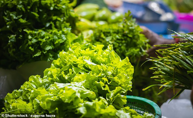 Funeral visitors under 115 fell ill after eating salad contaminated with cow feces