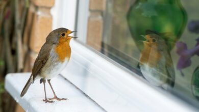 Gardeners are being urged to give robins £1.65 as a Sunday dinner staple to help them thrive