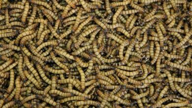 Mealworms can eat plastic, but research shows limited impact on the pollution crisis