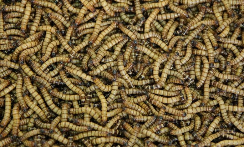 Mealworms can eat plastic, but research shows limited impact on the pollution crisis