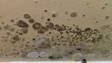 My walls had hairy mold growing on them – a £4 purchase on Amazon got rid of it straight away