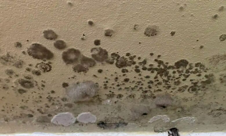 My walls had hairy mold growing on them – a £4 purchase on Amazon got rid of it straight away