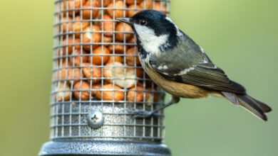 People called for bird feeders to be protected from garden pests with 75p kitchen staples