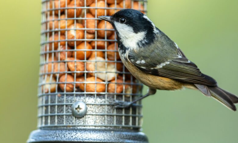 People called for bird feeders to be protected from garden pests with 75p kitchen staples