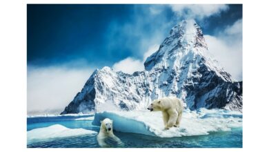 Polar bears in Alaska face increasing threats from pathogens due to climate change