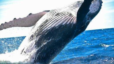 Whale breaks records with an epic 8,000-mile trek across the oceans!